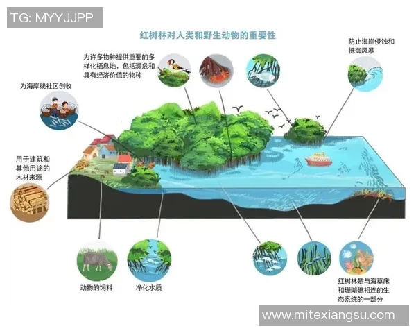 海滨专家深度剖析海洋生态保护的重要性与未来发展方向